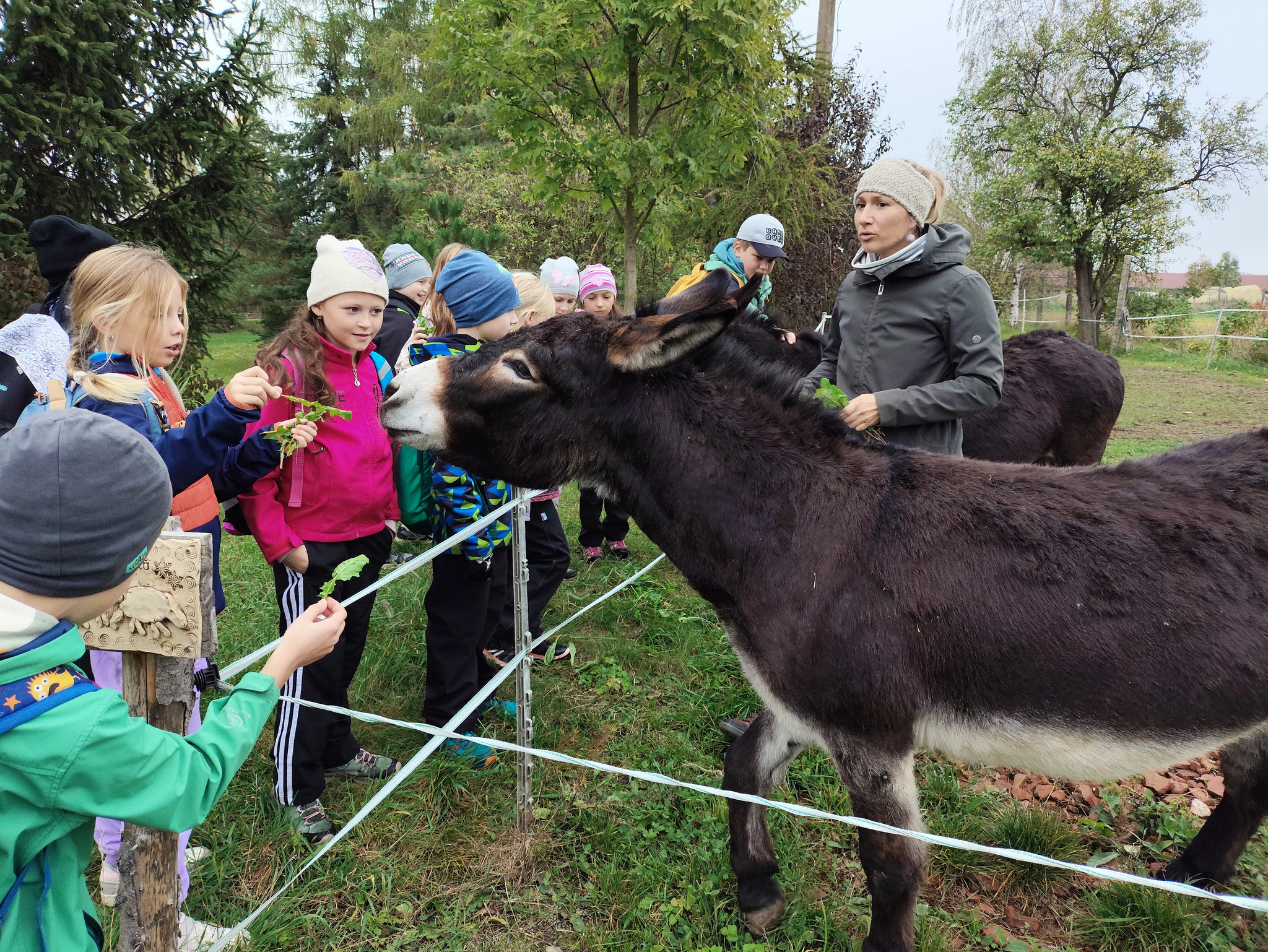 Děti se setkávají s oslem v ohradě přírodní zahrady.